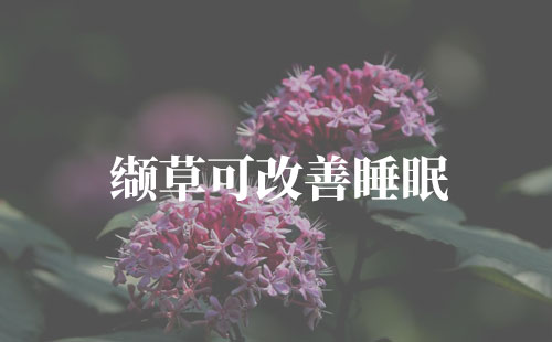 缬草可以改善睡眠