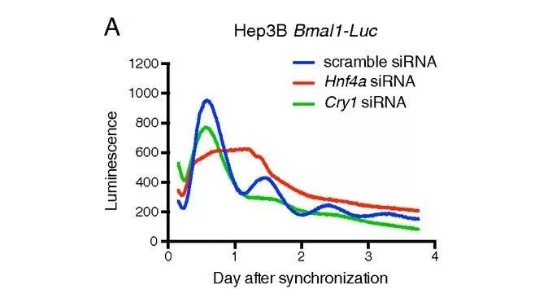 生物钟紊乱影响身体健康的科学研究实验